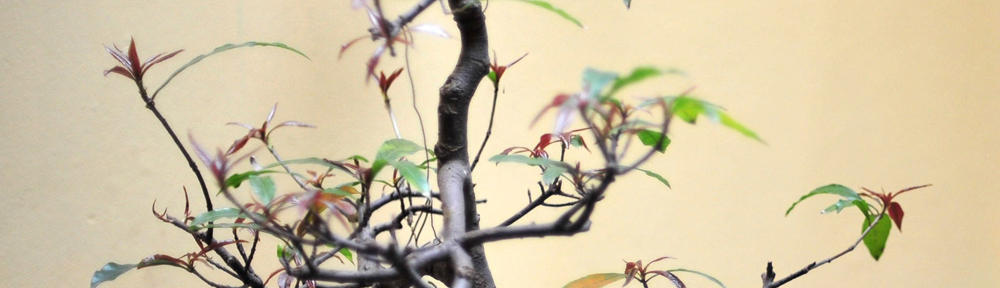 ORGANISASI SISWA INTRA SEKOLAH